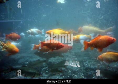 many yellow red and orange colored fish swim on the sea floor like goldfish in a river Stock Photo