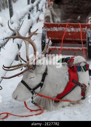 Reindeer in harness. Reindeer safari in Lapland. White deer. Santa Claus Village in Rovaniemi. Stock Photo