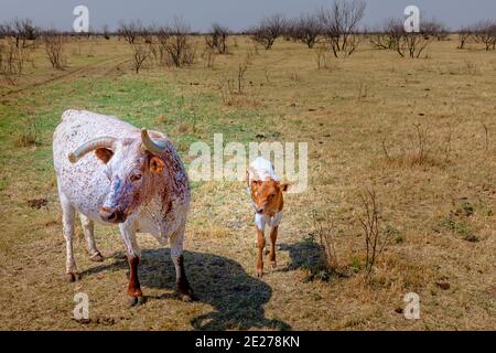 Texas Longhorn beef cattle cow and calf standing in a pasture Stock Photo