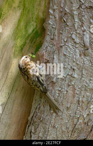 Treecreeper (Certhia familiaris). Searching for bark-dwelling insects. Climbing up and behind loose bark on the trunk of a garden Cupressus tree. UK. Stock Photo