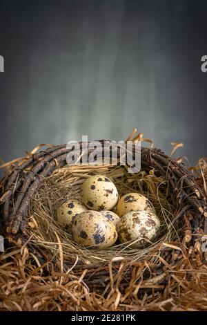 Little fresh QuailEggs In a nest on dark Background Stock Photo