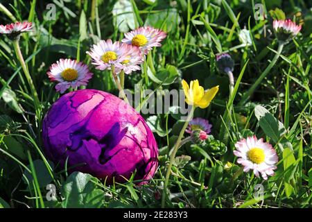 A pink Easter egg between daisies in the meadow. A colorful Easter egg in the grass Stock Photo
