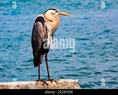 Great blue heron, Ardea herodias, perching on concrete block in the background water, North Captiva, Florida, USA
