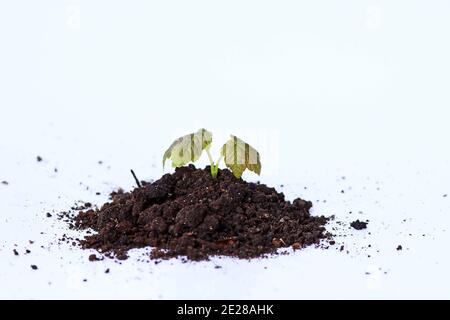 A small plant grows out of the earth. Plant with soil on white background Stock Photo