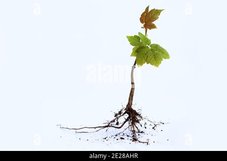 A young tree with roots on a white background. A small plant with roots Stock Photo