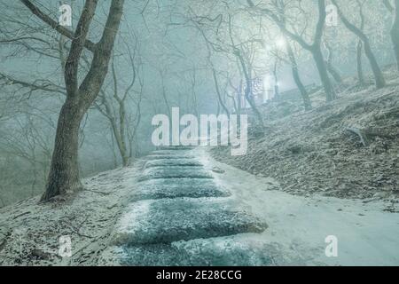 Trees in mysterious dark old forest in fog. Autumn morning. Stock Photo