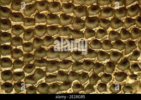 Decorative plaster on a wall with honeycomb effect Stock Photo