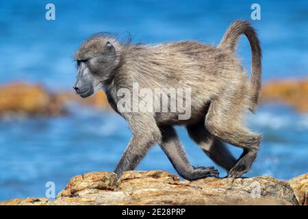 Chacma baboon, anubius baboon, olive baboon (Papio ursinus, Papio cynocephalus ursinus), walking on a rock, side view, South Africa, Western Cape Stock Photo