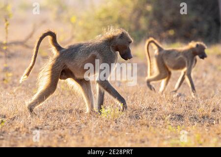 Chacma baboon, anubius baboon, olive baboon (Papio ursinus, Papio cynocephalus ursinus), walking male, side view, South Africa, Western Cape Stock Photo