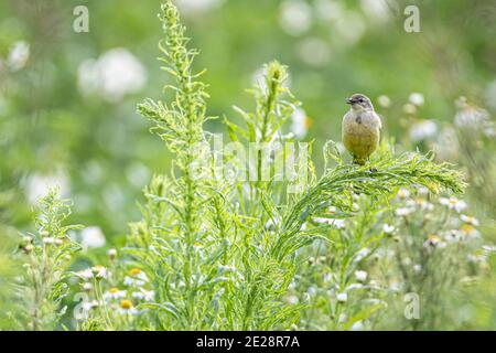 Yellow wagtail (Motacilla flava), perched on a stem singing, Germany Stock Photo