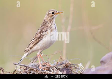 African Pipit, grassveld pipit, grassland pipit (Anthus cinnamomeus), perching on the ground, side view, South Africa, Western Cape Stock Photo