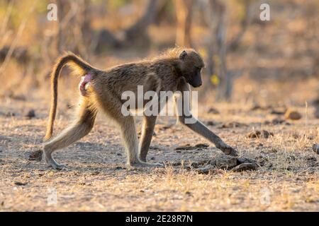 Chacma baboon, anubius baboon, olive baboon (Papio ursinus, Papio cynocephalus ursinus), adult female walking, South Africa, Western Cape Stock Photo
