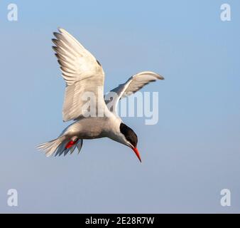 Common tern (Sterna hirundo), adult hovering in mid air, on the feed, Netherlands, Texel Stock Photo