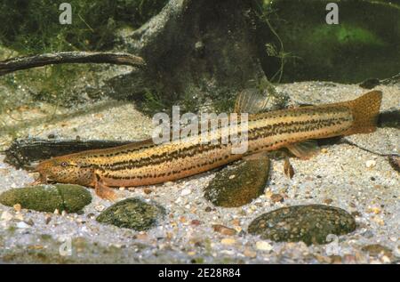 Weatherfish (Misgurnus fossilis), spawner on sandy ground, side view, Germany Stock Photo