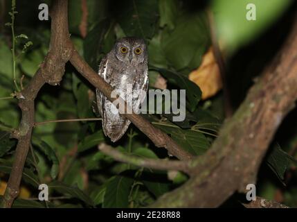 Walden's Scops Owl (Otus sunia modestus, Otus modestus), perching on a branch, India, Andaman islands Stock Photo