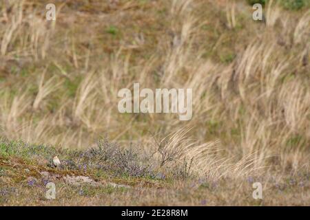 northern wheatear (Oenanthe oenanthe), adult female standing on the ground in breeding habitat in costal dunes, Netherlands, Frisia, Vlieland Stock Photo