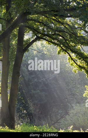 sunbeams fall through the leaf canopy of an old oak, Germany, Schleswig-Holstein Stock Photo