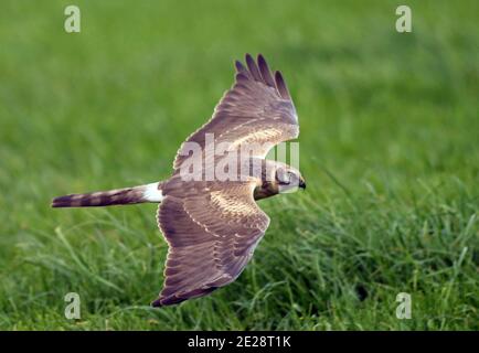 pallid harrier (Circus macrourus), second calender year male during autumn, flying low over a green meadwos, seen from the side, Europe Stock Photo