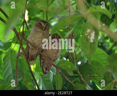 Andaman scops owl (Otus balli), pair of sleeping Andaman scops owls at their daytime roost, India, Andaman islands Stock Photo