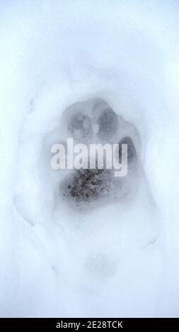 snow leopard, ounce (Uncia uncia, Panthera uncia), paw print in the snow, India, Kashmir, Dachigam Stock Photo