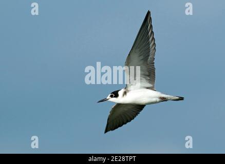 black tern (Chlidonias niger), Juvenile Black Tern flying, showing underwing, Netherlands Stock Photo