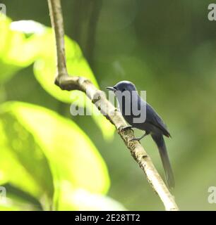 Black-naped blue monarch, Black-naped monarch, Black-naped blue flycatcher (Hypothymis azurea abbotti, Hypothymis abbotti), male perched on a branch, Stock Photo