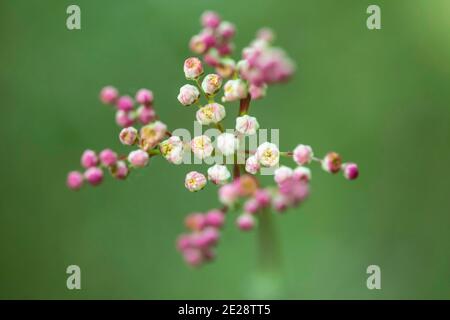 dropwort (Filipendula vulgaris), inflorescence in bud, Germany, Bavaria Stock Photo