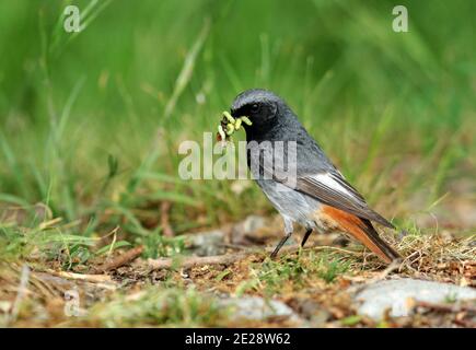 black redstart, black redtail, Tithy's redstart, blackstart (Phoenicurus ochruros), male with collected caterpillars for his young birds in the beak, Stock Photo