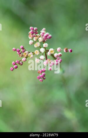 dropwort (Filipendula vulgaris), inflorescence in bud, Germany, Bavaria Stock Photo