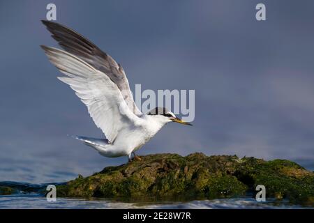 little tern (Sterna albifrons, Sternula albifrons), adult standing on a coastal rock with wings held high, Italy Stock Photo