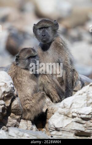 Chacma baboon, anubius baboon, olive baboon (Papio ursinus, Papio cynocephalus ursinus), two juveniles sitting together on rocks, South Africa, Stock Photo