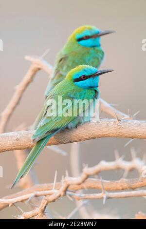 Little green bee eater (Merops orientalis cyanophrys, Merops cyanophrys), two birds perched on a branch, Oman, Dhofar Stock Photo