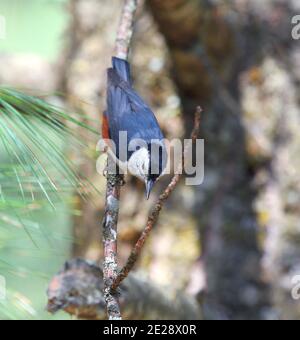 white-cheeked nuthatch (Sitta leucopsis), perching on a twig in mountain forest, India, Kashmir, Yousmarg Stock Photo