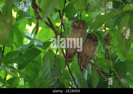 Andaman scops owl (Otus balli), two perched in a tree during daytime, India, Andaman Islands Stock Photo