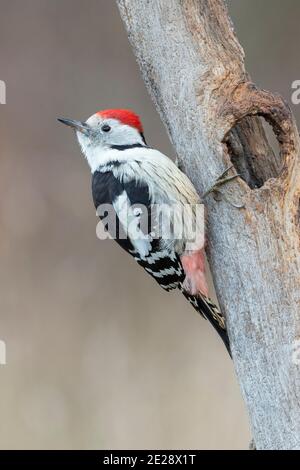 middle spotted woodpecker (Picoides medius, Dendrocopos medius, Leiopicus medius, Dendrocoptes medius), adult male perching on an old trunk, Poland, Stock Photo