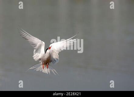 Common tern (Sterna hirundo), summer plumaged Common Tern flying upwards after taking a bath, Netherlands, Texel Stock Photo