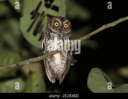 Sulawesi scops owl (Otus manadensis mendeni, Otus mendeni), perching in a tree during the night, Indonesia, Sulawesi, Peleng Stock Photo