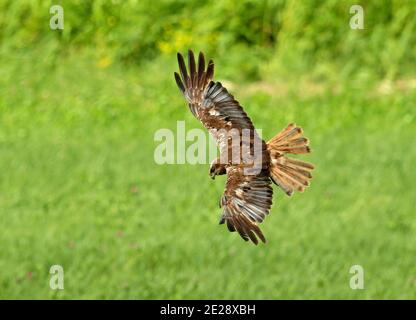 Western Marsh Harrier (Circus aeruginosus), second calendar year male flying over a field, Netherlands, Northern Netherlands Stock Photo