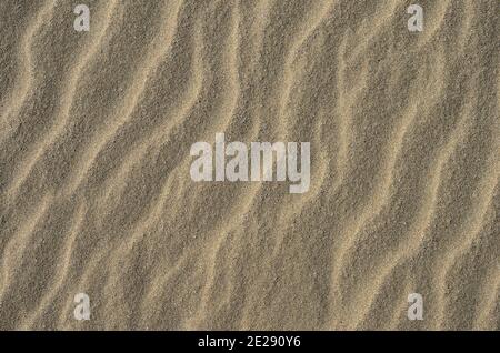 The texture of a sandy surface with natural waves formed by the winds. Background. Stock Photo