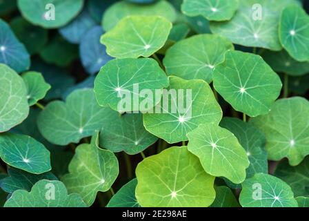 Green leaves of garden nasturtium cultivated as food plant Stock Photo