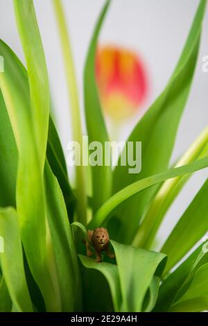 Orange Tulip with small lion with green leaves Stock Photo