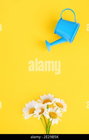 Watering bouquet chamomiles from small blue watering can on yellow background. Creative concept of investment, growth, success in business and life or Stock Photo