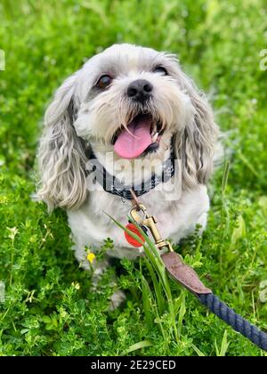 Happy Shih-Tzu in the Park Stock Photo