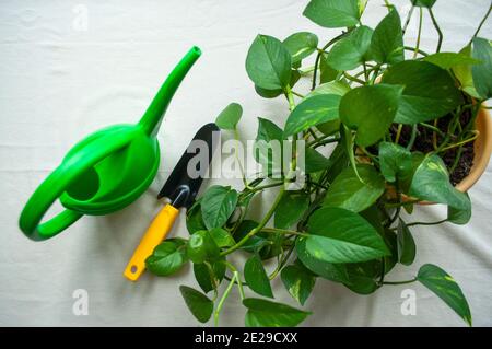 Home gardening. Tools for watering and transplanting of house plants. Stock Photo