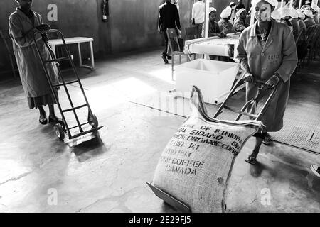ADDIS ABABA, ETHIOPIA - Jan 05, 2021: Addis Ababa, Ethiopia - January 30 2014: Raw Coffee Bean sorting and processing in a factory Stock Photo