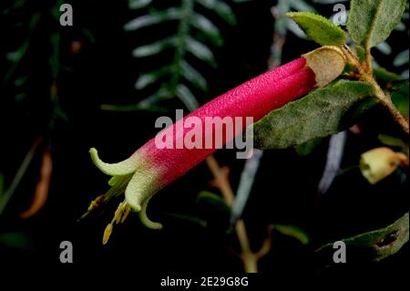 Correa (Correa Reflexa) flowers are one of the few to flower in Winter in Southern Australia, with some red flowers and some green, but same species. Stock Photo