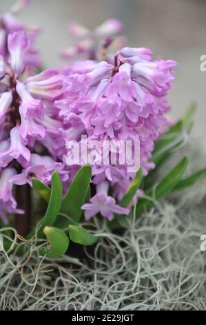 Lilac-pink hyacinth (Hyacinthus orientalis) Lila Ash blooms in a pot in April Stock Photo
