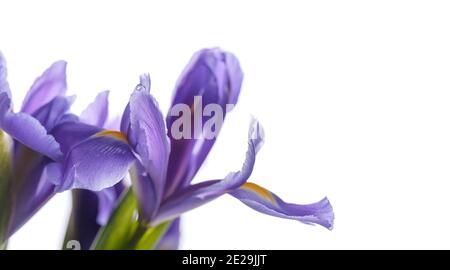 Japanese irises. Decorative flowers Iris Laevigata isolated on white background, close-up photo with selective soft focus and copy space area on the r Stock Photo