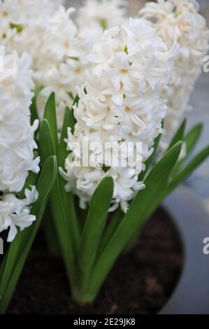 White hyacinth (Hyacinthus orientalis) Aiolos blooms in a garden in April Stock Photo