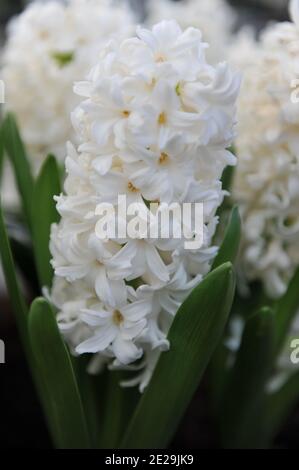 White hyacinth (Hyacinthus orientalis) Aiolos blooms in a garden in April Stock Photo